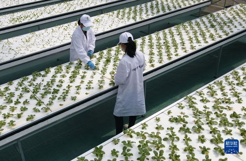 智慧菜園子 生物科技讓蔬菜長(zhǎng)在墻上，好吃又時(shí)尚